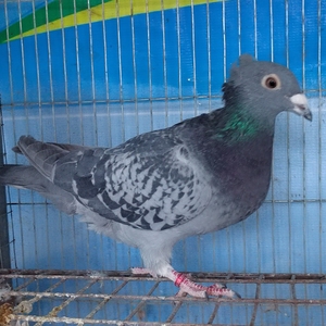 杨阿腾鸟冠 一只母鸽子 以剪环