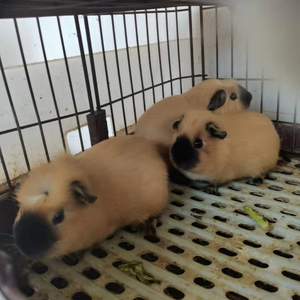 奶黄加州荷兰猪 豚鼠  加州冠毛荷兰猪 加州英短荷兰猪  两