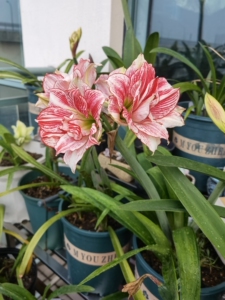 朱顶红-十二单衣 45元1cm 有两个侧球直径4cm和4.