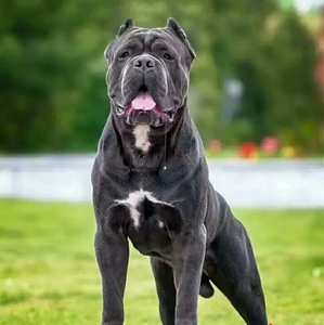 纯种卡斯罗幼犬.自家繁育基地,疫苗已打三针.体内外驱虫已做.