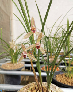 兰花 莲瓣兰 如意红舌(吉祥)