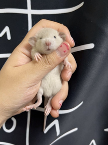 暹罗花枝鼠弟弟妹妹都有还有两只双卷毛暹罗妹妹. 都很乖很可爱