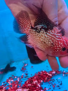 罗汉鱼火凤凰苗