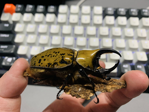 【出】墨西哥白兜 l2幼虫  一组5只