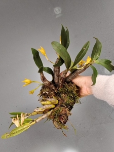 橘子香水石斛和翅梗种一起,两个开花都是香味浓郁,橘子香水金黄