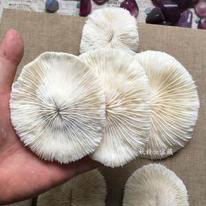 天然圆白珊瑚片海蘑菇珊瑚石摆件海菊花 水族鱼缸装饰净化收藏摆