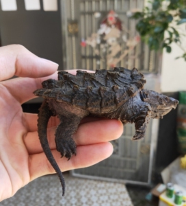 大鳄龟,黑金质感,弓背头版不错,背甲很厚实,胡子在,品相自检