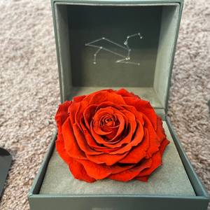全新roseonly 狮子座永生花,包装齐全!北京地区包闪送