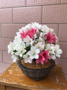 日本皋月杜鹃——明美之月