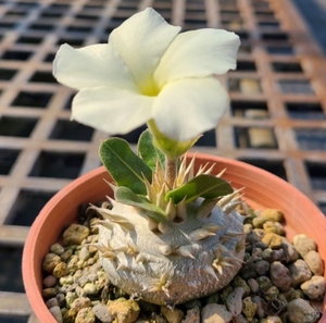 块根植物 棒槌树 白花惠比须笑 5粒种子