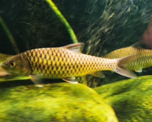 吉罗鱼原生鱼中国结鱼蓝吉罗广温鱼