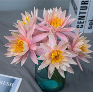 特价紫色粉色睡莲10支包邮到家鲜花