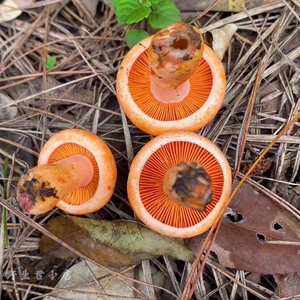 松菌包邮野生新鲜