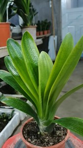黄油匠君子兰