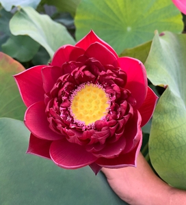 中大型 深红色 荷花 碗莲 墨红 小苗