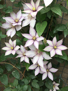 准备出坑,只精养二三种,出四年大苗五加仑f系铁线莲撒玛利亚乔