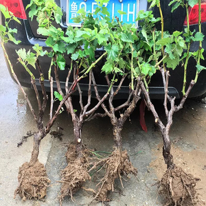 23元一棵8年老桩蓝宝石葡萄果树苗阳光玫瑰红提葡萄老桩巨峰葡