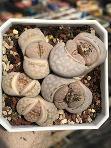 热唇生石花,热唇寿丽.1颗四头,1颗双头,1颗单头