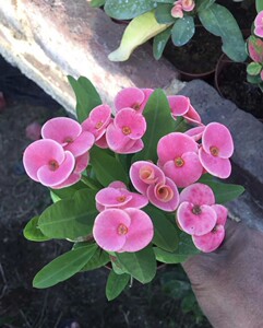 进口虎刺梅铁海棠