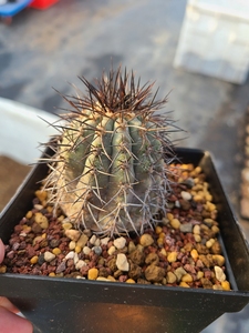 001人付款淘宝孤龙丸仙人球厚蜡型rap119实生编号种孤龙丸龙爪球属