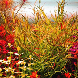 水草玩家自养赤焰灯芯水草,无藻无螺,已发色.2元一颗,10颗