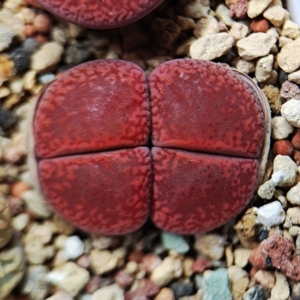 红宝石日轮生石花