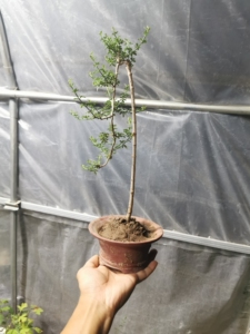 900人付款淘宝九寨米叶迎春花苍老爆皮舍利铁皮文人桩,标价就是卖价