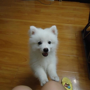 狐狸犬宠物狗银狐小型