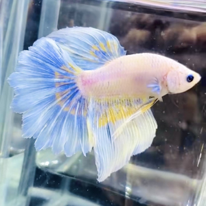 泰国斗鱼活体半月狮王将军马尾公鱼母鱼热带观赏鱼宠物鱼活体包邮