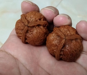 云南铁核桃三棱