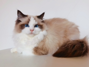 赛级血统海双布偶猫妹妹五个月新母,完美五粉,满耳满背大开脸