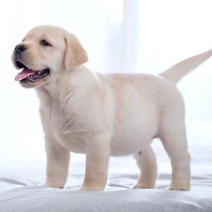 拉不拉多幼犬出窝了,两个月大了,公母都有.小狗狗喂得胖胖的