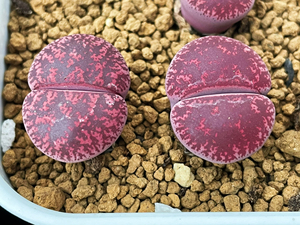 酒红紫薰生石花