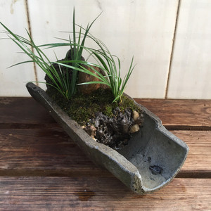 喜爱种菖蒲,一个老瓦片造就了一盆菖蒲.