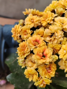 长寿花出苗子枝条扦插已出侧芽新品金色年华大花对版复色重瓣花卉