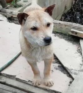 广西土猎贵州土猎下司犬猎狗,发情白面土猎小狗,上山积极,找老