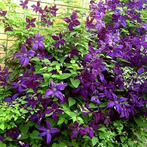 波兰精神铁线莲