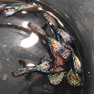 暗黑红龙大背鳍180℃大尾展泰系孔雀鱼观赏鱼热带鱼新品种孔雀