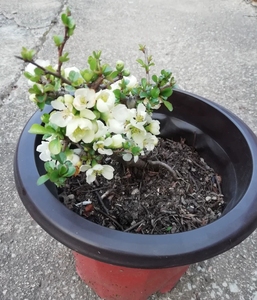 白花长寿梅扦插苗,长寿梅,白花长寿梅,长寿梅小苗,盆景素素材