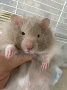 金丝熊叙利亚仓鼠长毛鸽灰弟弟,极品对称卷毛火眼线同窝,寻同城