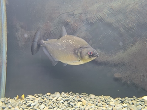 巴西黑食 巴西钻黑 托坎延斯 巴西货 水虎鱼 非秘鲁 黑.