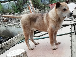 贵州从江猎犬怎样图片