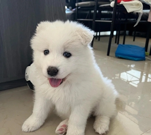 萨摩耶幼犬,因个人原因不能够继续养.基础设备齐全,八联疫苗