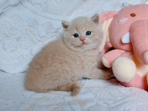 纯乳色乳白奶油色英短弟弟