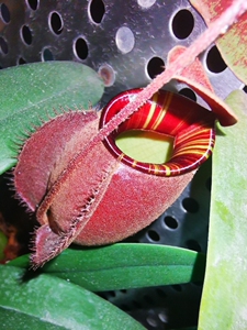 海盗黑月猪笼草