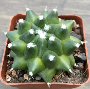 断琴 实生软刺仙人球 3-5cm 满20包邮裸根不带土