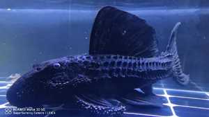 宠物及园艺 水族世界 观赏鱼 苏里南黑魔神