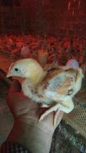 纯种庄河大骨鸡鸡雏   种鸡   种蛋  孵化   育雏 都