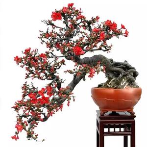木瓜海棠花盆栽原生长寿冠盆景老桩室内好养冬季植物花卉