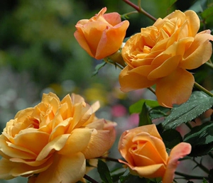 一夜暴富 2加仑欧月月季花苗阳台庭院